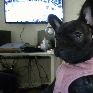 dog stuff